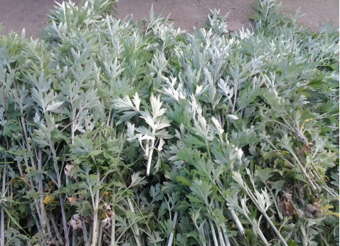 華展貓先生，端午節(jié)，垃圾分類